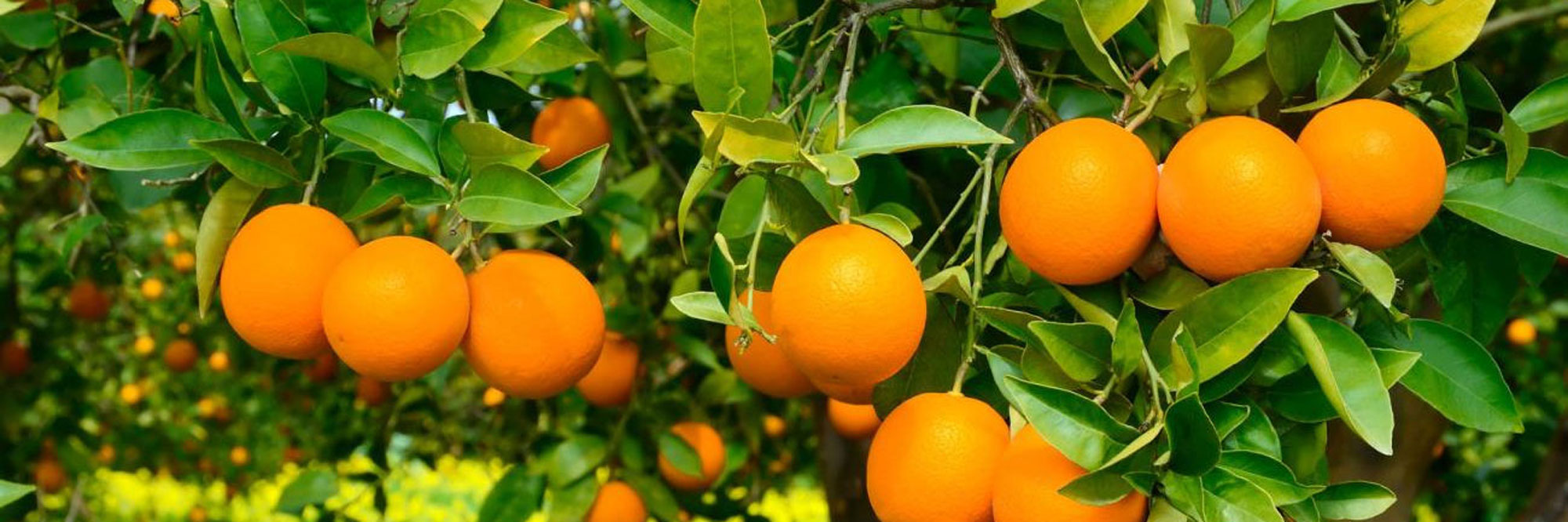 Vendita arance di Sicilia