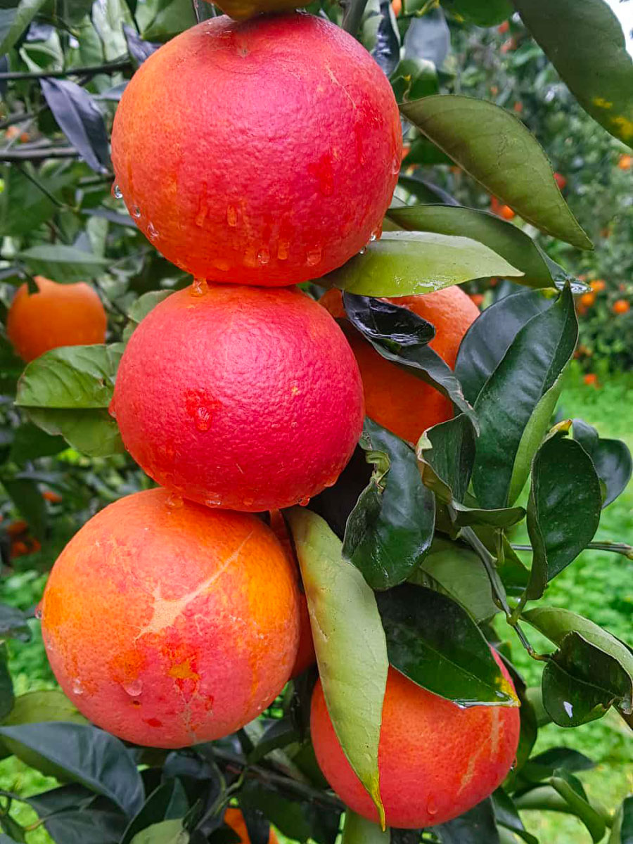 Arance Rosse di Sicilia (buccia e polpa rossa) - immagine 4