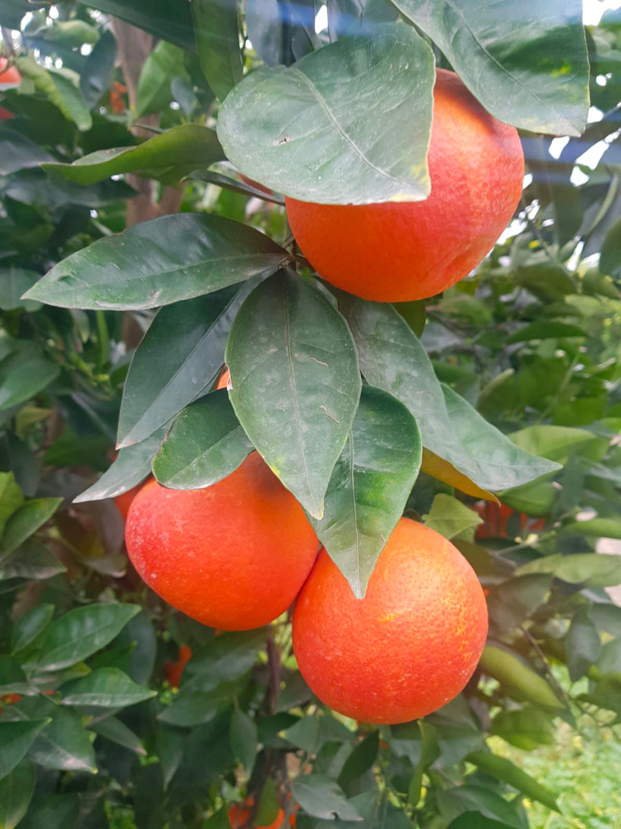 Arance Rosse di Sicilia (buccia e polpa rossa) - immagine 6
