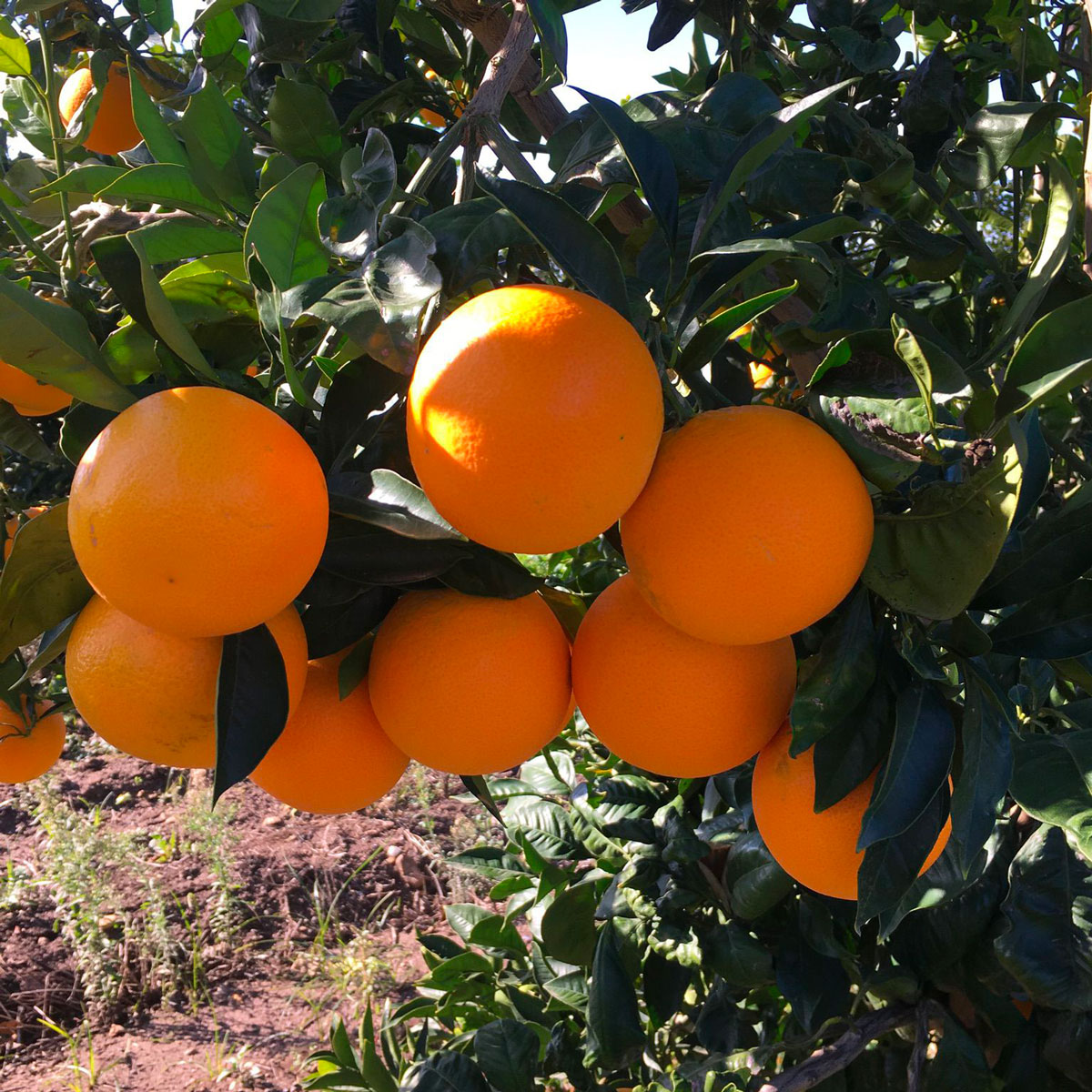 Arance Tarocco Gallo - immagine 4