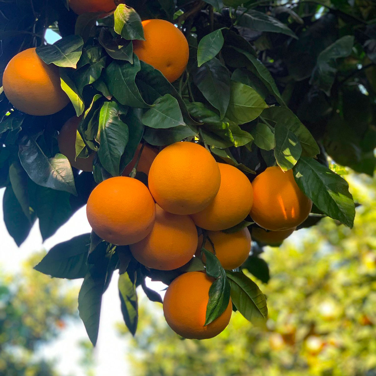 Arance Tarocco Gallo - immagine 5