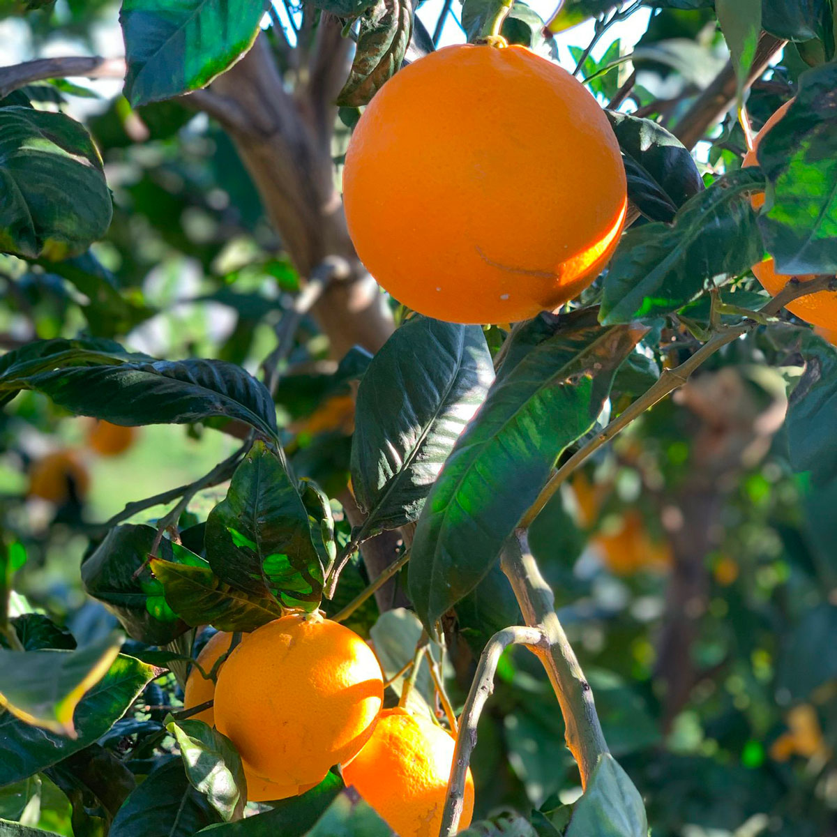 Arance Tarocco Gallo - immagine 6